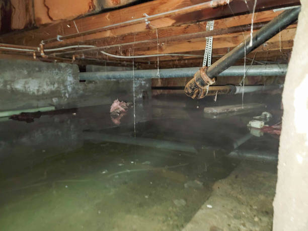 Best 24/7 water damage repair  in Mount Olive, MS
